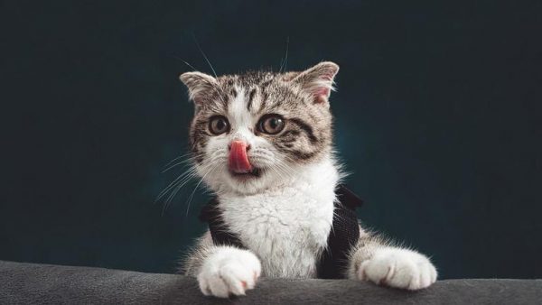Каква е правилната грижа за котките?