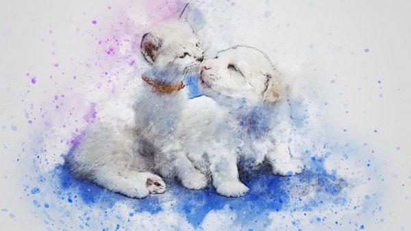 Как се избягва заразяване при ваксинация на домашни любимци?